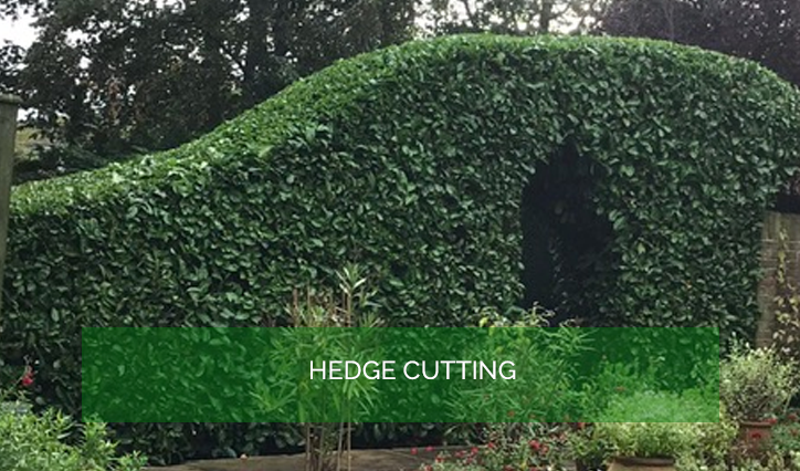 Garden Services and Maintenance