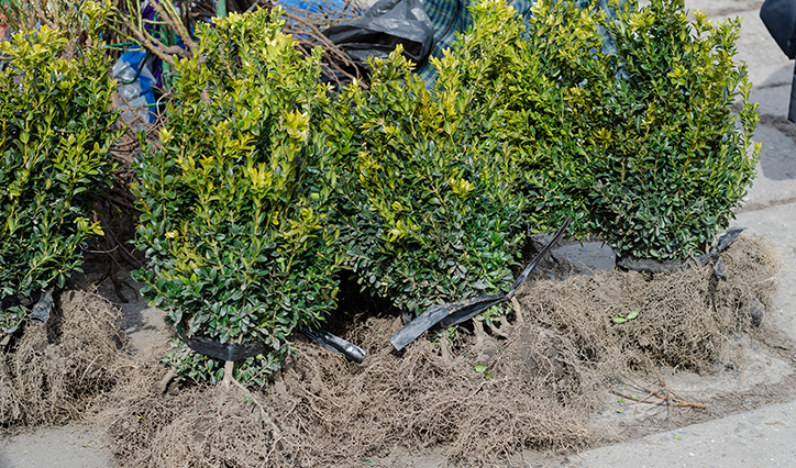 Bare root hedge planting