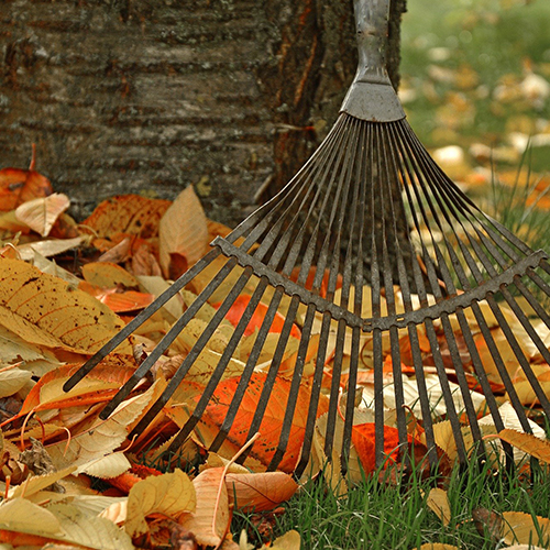 Garden Services and Maintenance